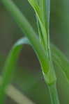 Spiderwort